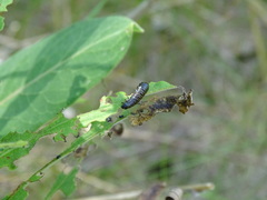 Trirhabda canadensis