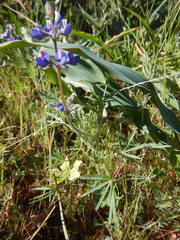 Lupinus affinis