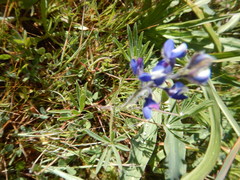 Lupinus affinis