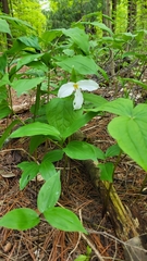 Trillium grandiflorum
