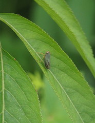 Xyphon reticulatum