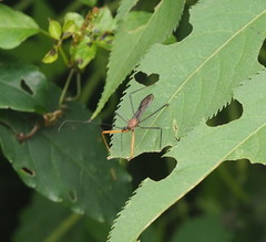 Epidaus sexspinus