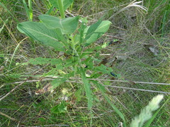 Trirhabda canadensis