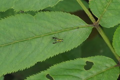 Condylostylus nebulosus