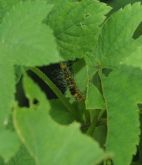 Xanthodes transversa