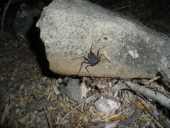 Paraphrynus carolynae