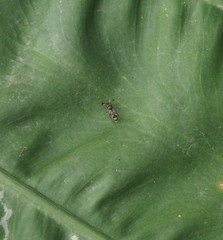 Teleopsis quadriguttata