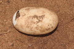 Chelidae