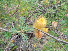 Banksia laricina