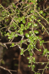 Everistia vacciniifolia