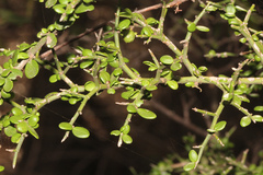 Everistia vacciniifolia