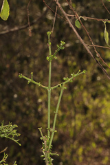 Everistia vacciniifolia