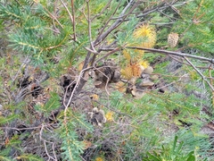 Banksia laricina