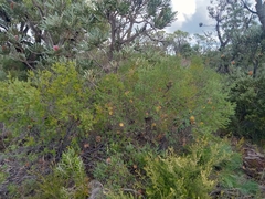 Banksia laricina