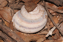 Euryladra mattea