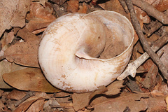 Euryladra mattea