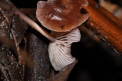 Mycena vinacea