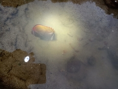 Chaetodon collare