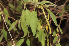 Acalypha nemorum