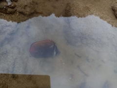 Chaetodon collare