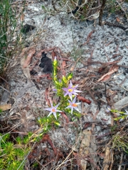 Calectasia narragara