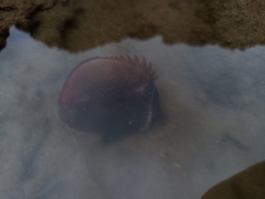 Chaetodon collare