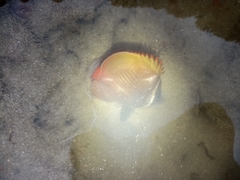 Chaetodon collare