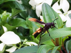 Polistes sagittarius