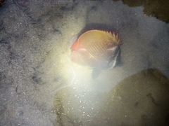 Chaetodon collare