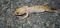 Hemidactylus triedrus
