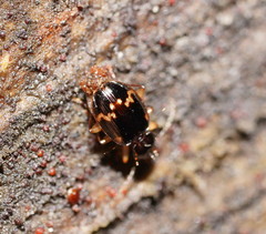 Eutrechus otwayensis