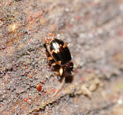 Eutrechus otwayensis