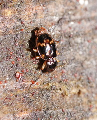 Eutrechus otwayensis