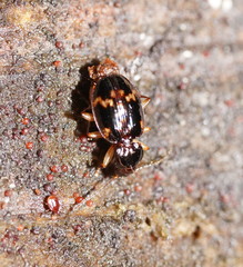 Eutrechus otwayensis
