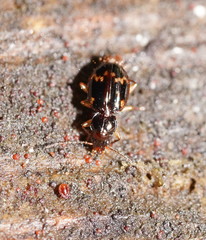 Eutrechus otwayensis