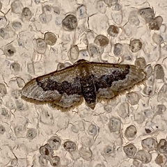 Idaea gemmata