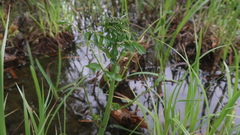 Cardamine dentata