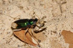 Pseudotetracha australis