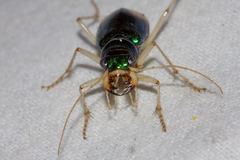 Pseudotetracha australis