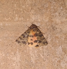 Olepa ricini