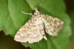 Metoeca