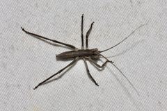 Psacadonotus robustus