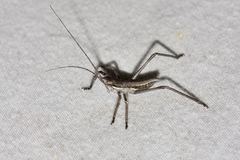 Psacadonotus robustus