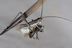 Psacadonotus robustus