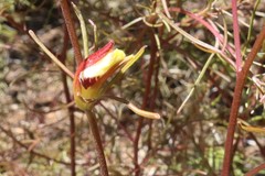 Cordylanthus tenuis brunneus