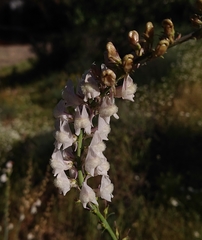 Linaria nivea