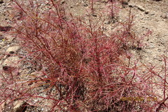 Cordylanthus tenuis brunneus