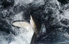 Carcharhinus longimanus