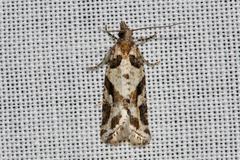 Constrictana notograpta