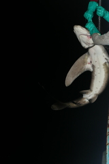 Carcharhinus longimanus